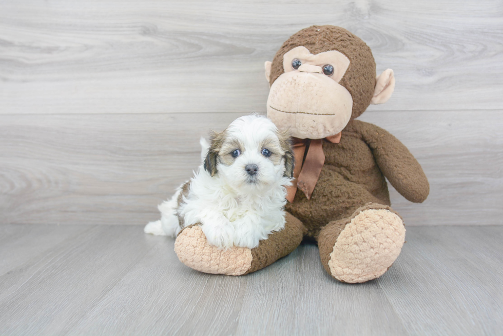 Teddy Bear Pup Being Cute