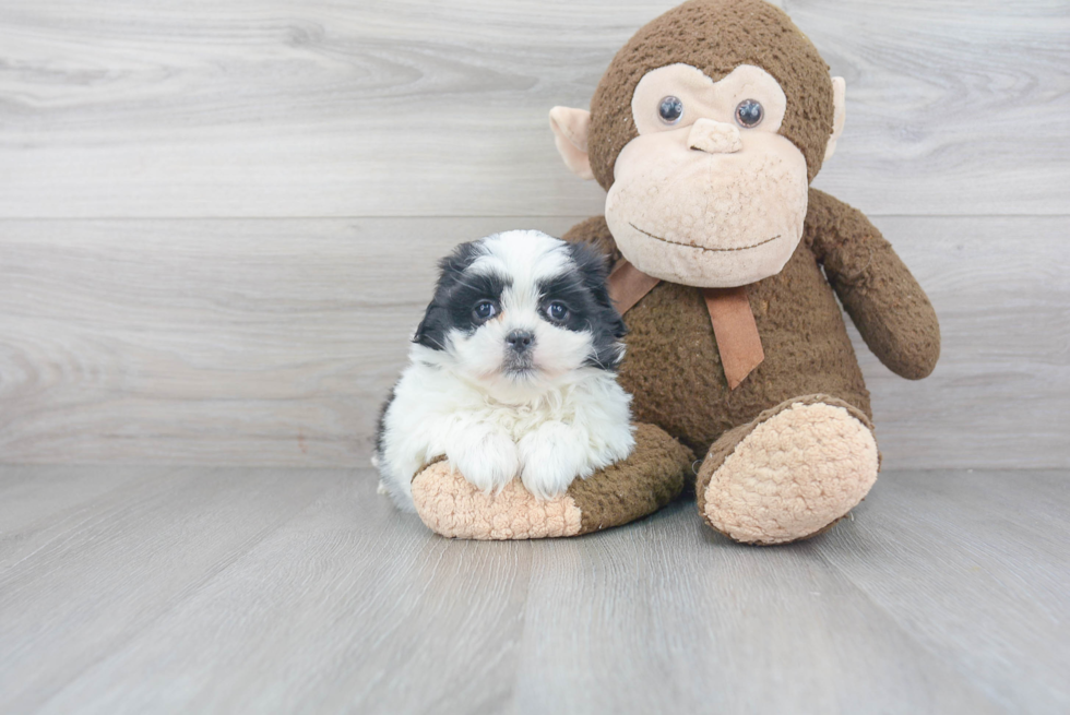 Energetic Shichon Designer Puppy