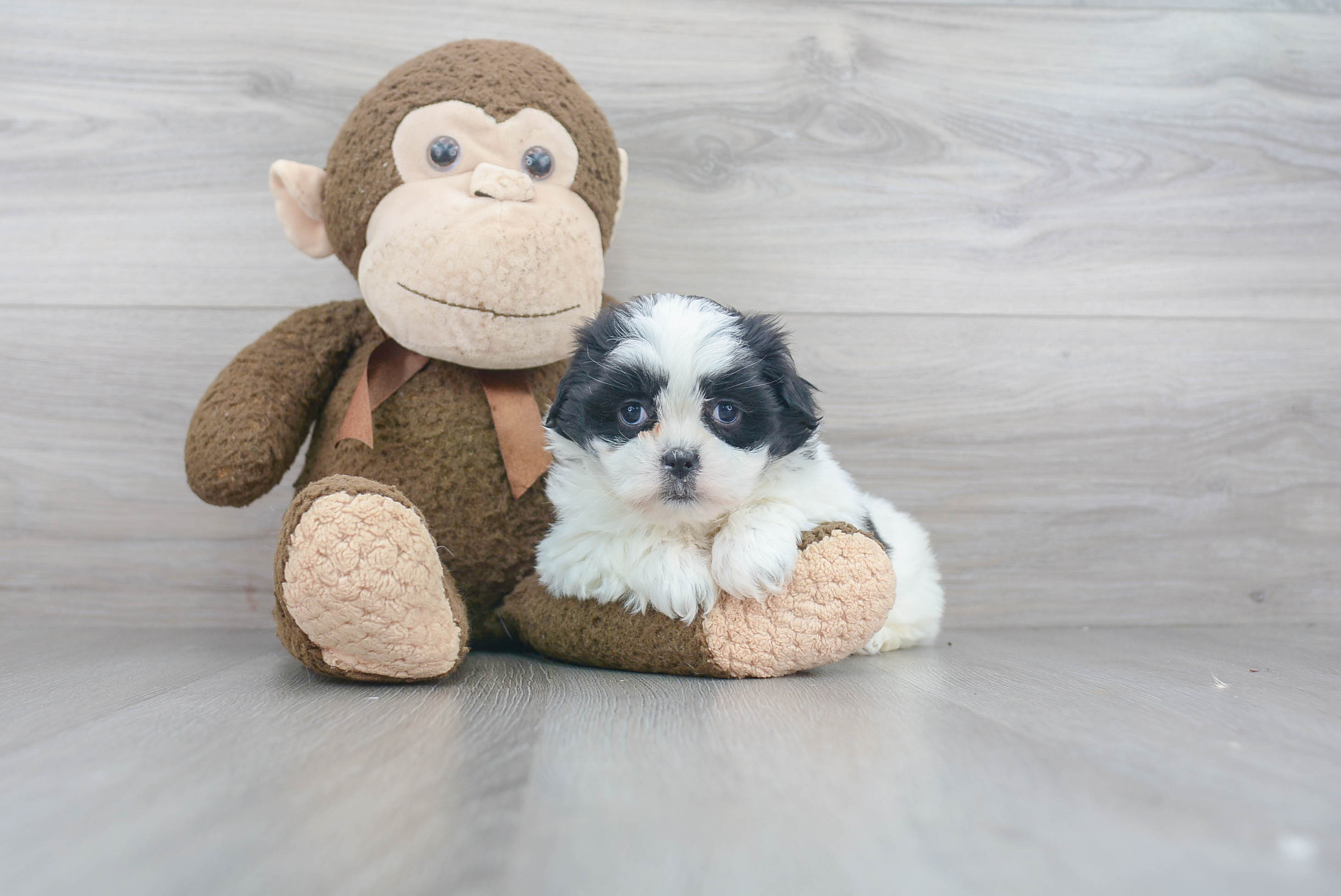 Sweet Teddy Bear Baby