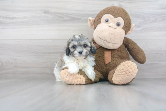 Teddy Bear Pup Being Cute