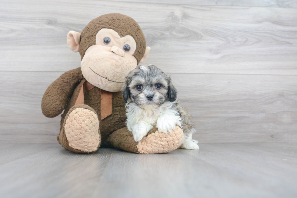 Adorable Shichon Designer Puppy