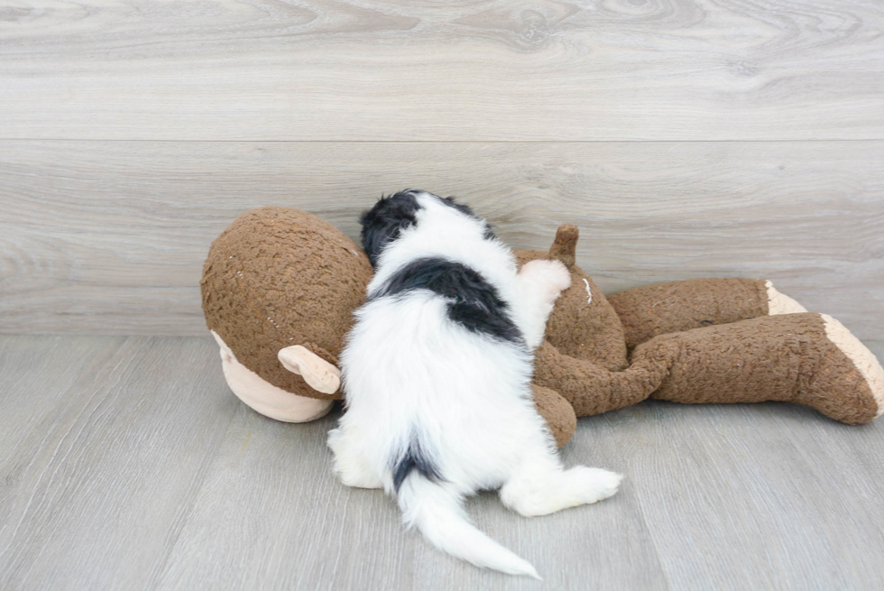 Best Teddy Bear Baby