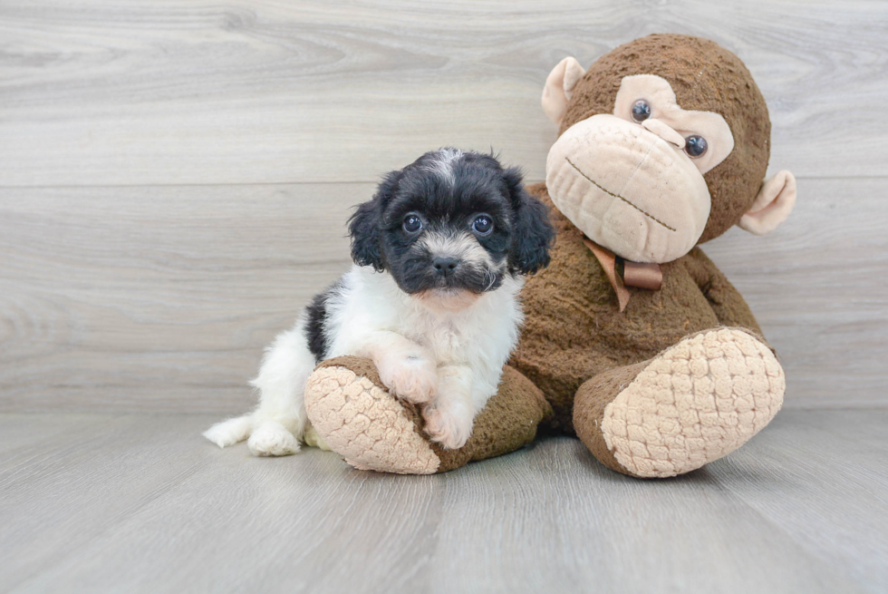 Energetic Shi Chon Designer Puppy