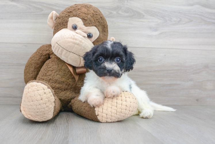 Petite Teddy Bear Designer Pup