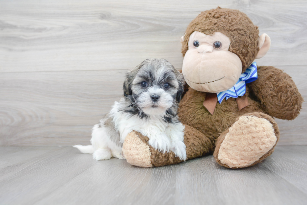 Teddy Bear Pup Being Cute