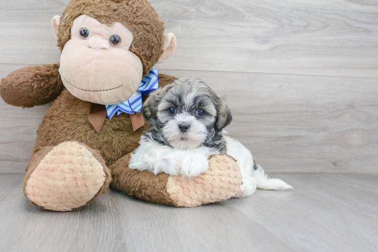 Teddy Bear Pup Being Cute