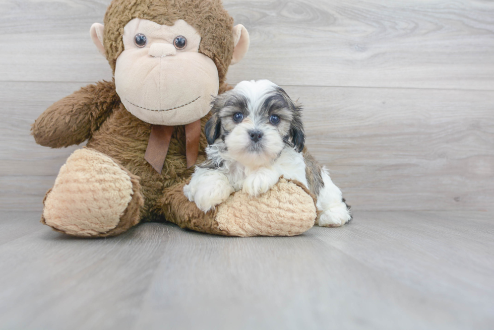 Popular Teddy Bear Designer Pup