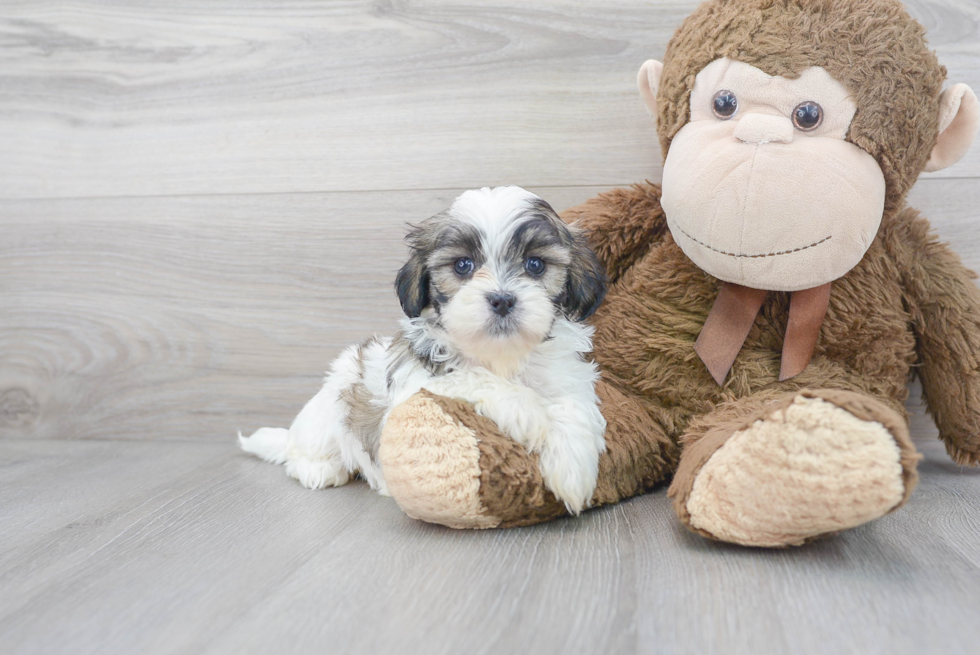 Friendly Teddy Bear Baby