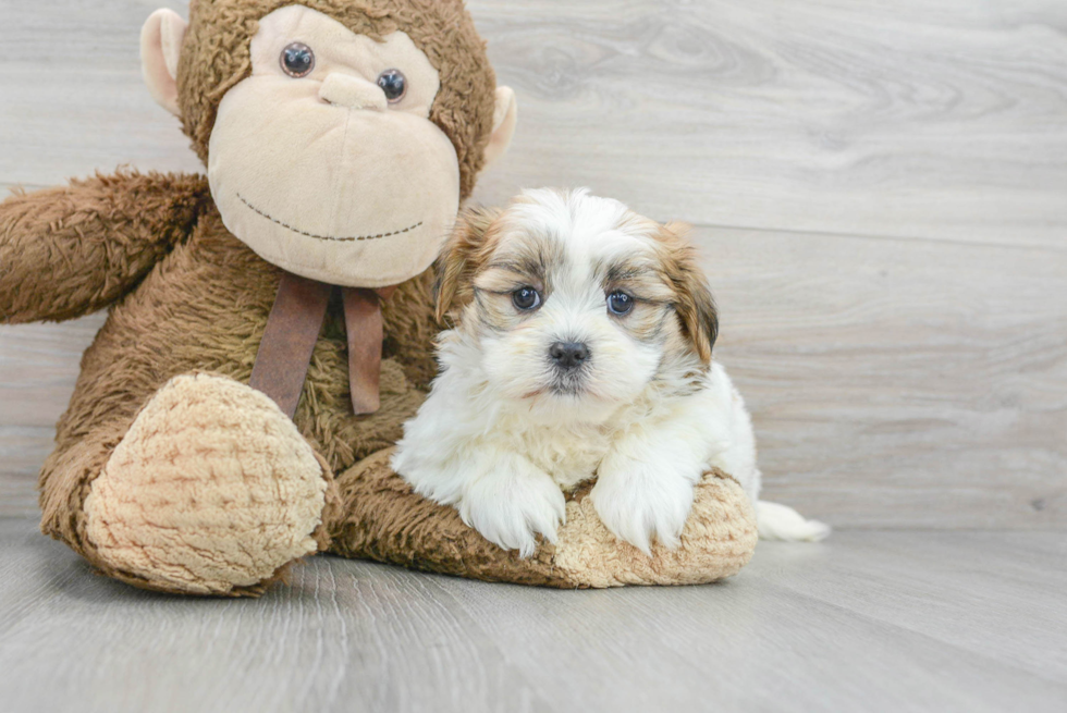 Popular Teddy Bear Designer Pup