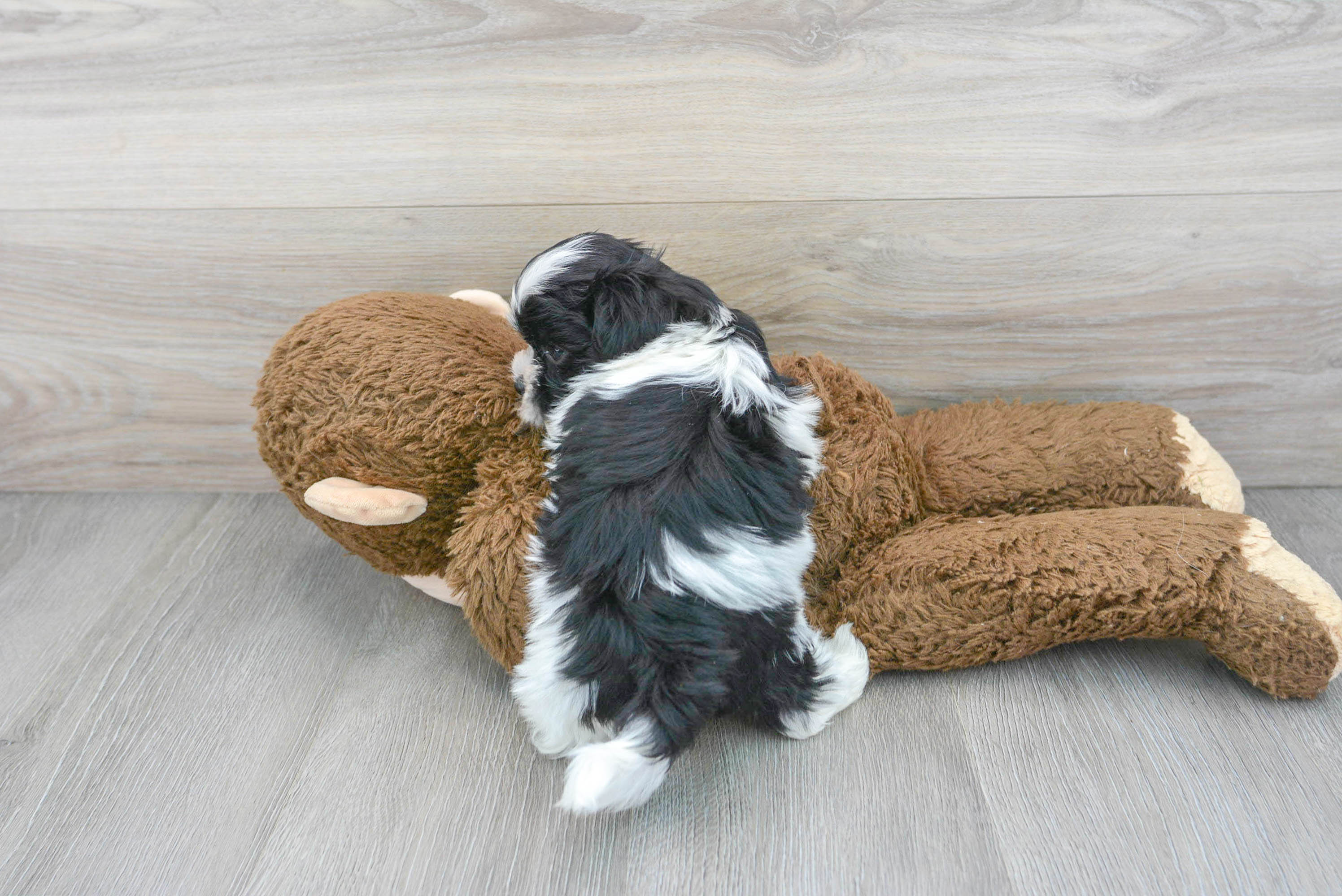 teddy-bear-clara-