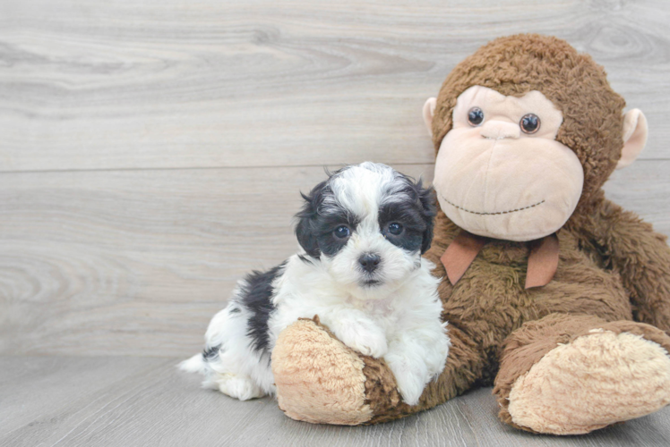 Fluffy Teddy Bear Designer Pup