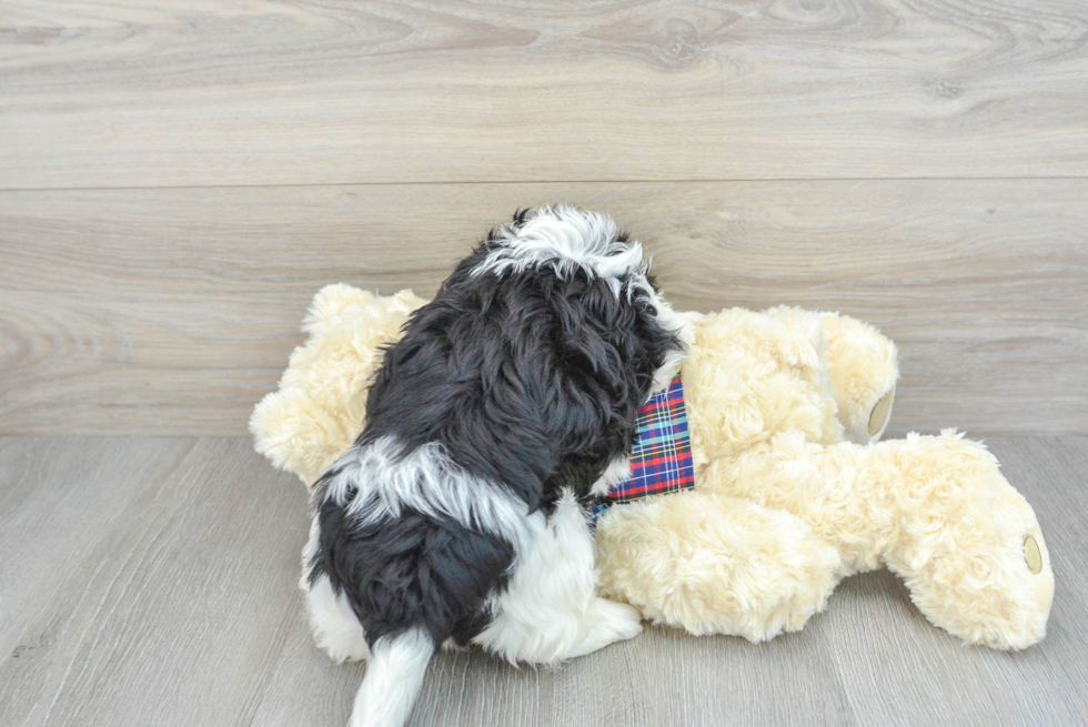 Teddy Bear Pup Being Cute