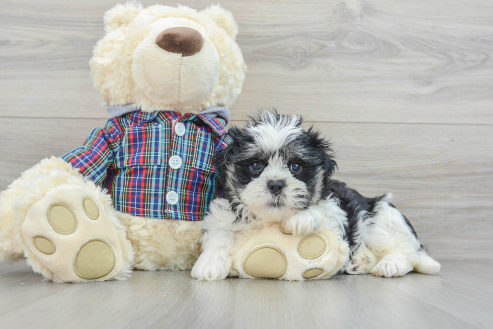 Teddy Bear Pup Being Cute