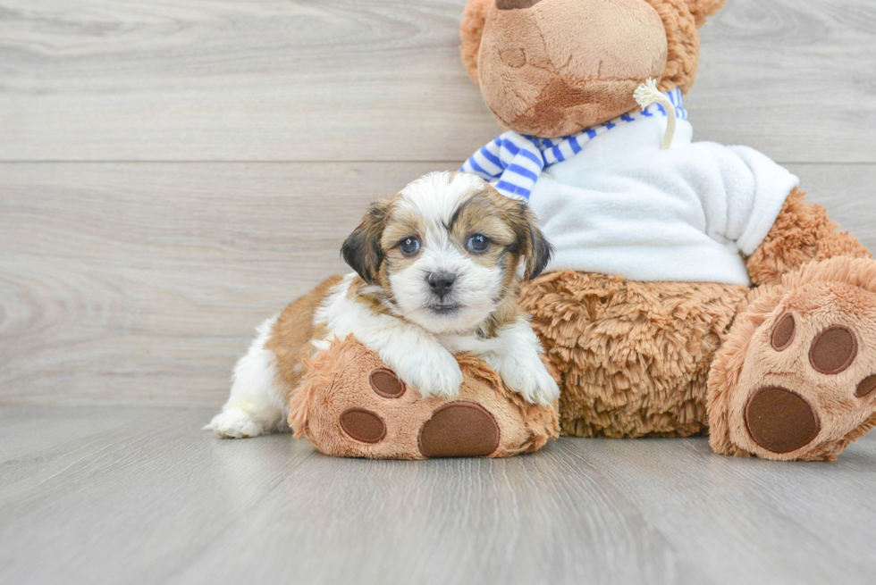 Teddy Bear Puppy for Adoption