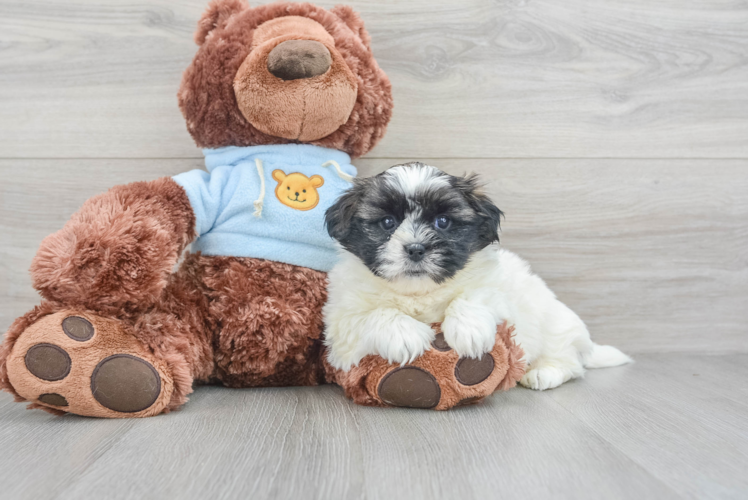 Friendly Teddy Bear Baby