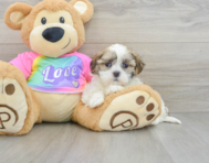 9 week old Teddy Bear Puppy For Sale - Premier Pups