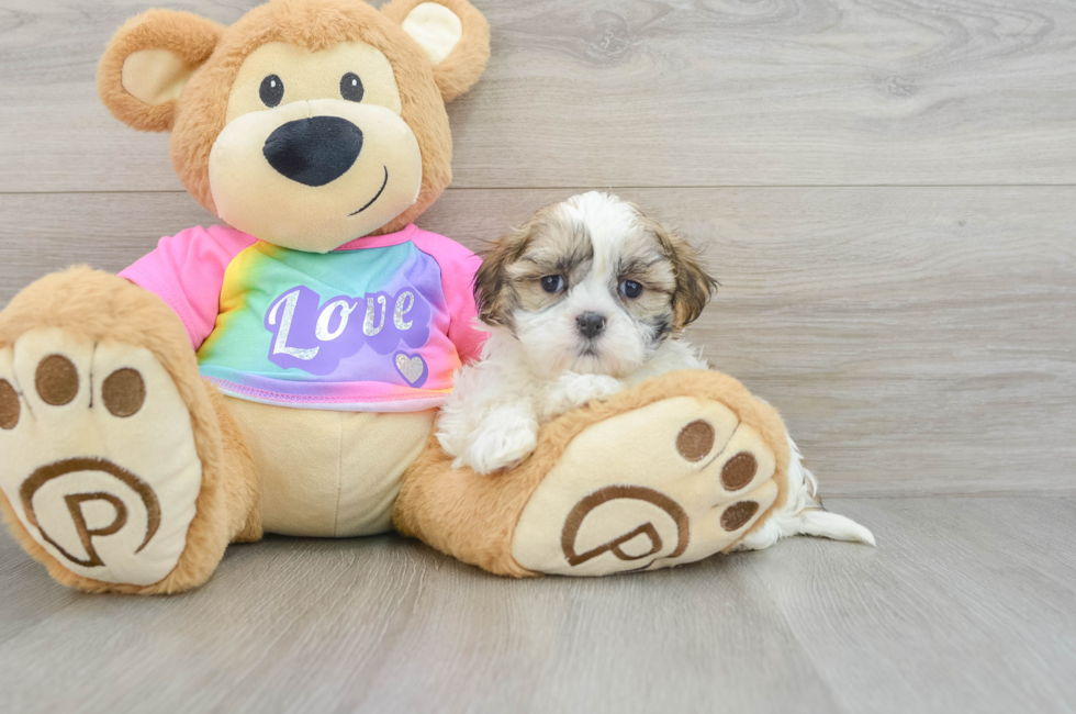 6 week old Teddy Bear Puppy For Sale - Premier Pups