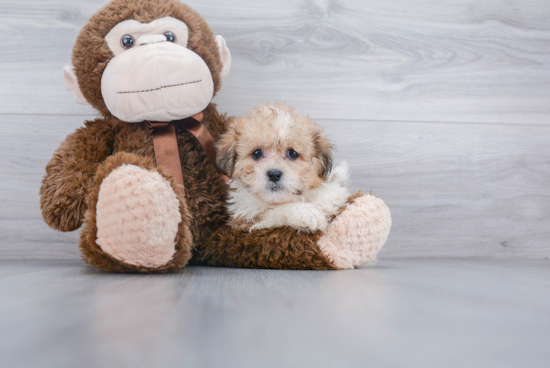 Fluffy Teddy Bear Designer Pup