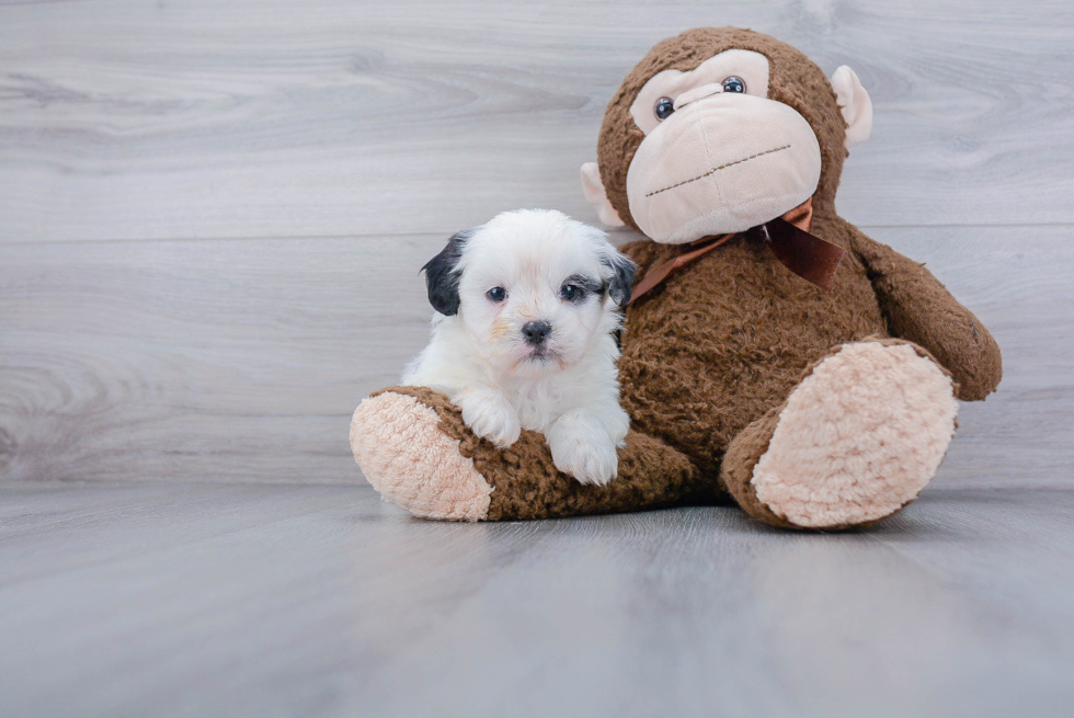 Little Shichon Designer Puppy