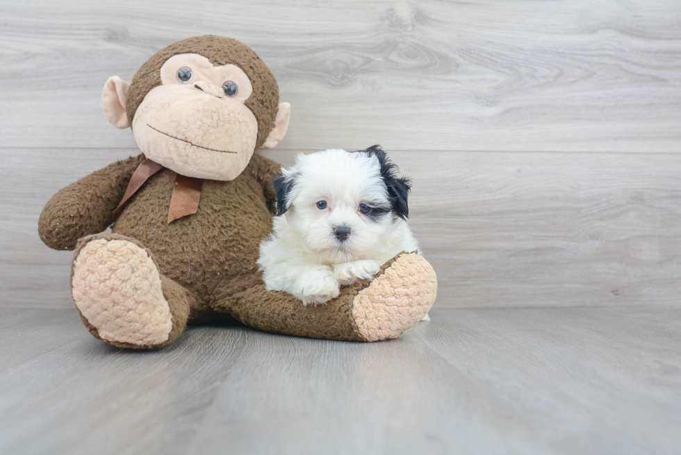 Fluffy Teddy Bear Designer Pup