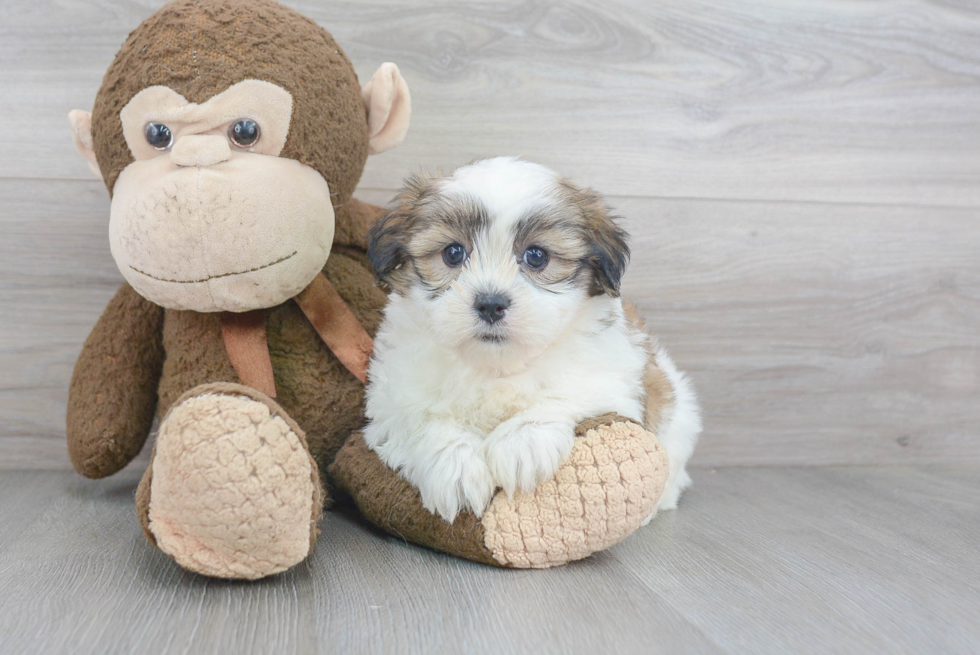 Friendly Teddy Bear Baby