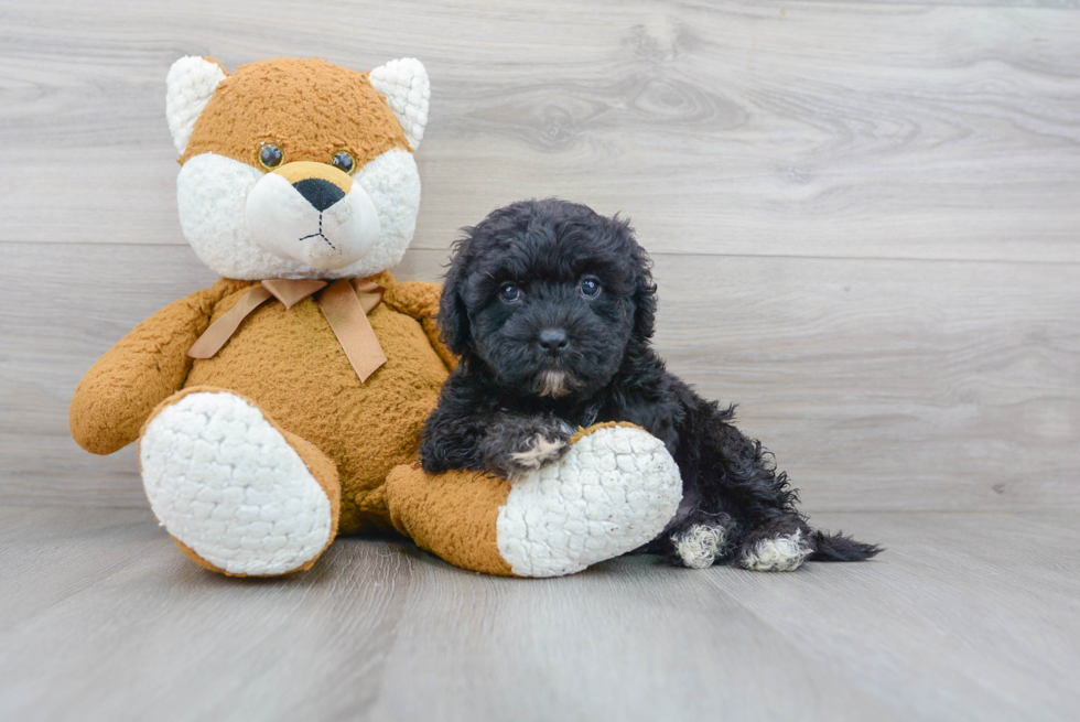 Fluffy Teddy Bear Designer Pup