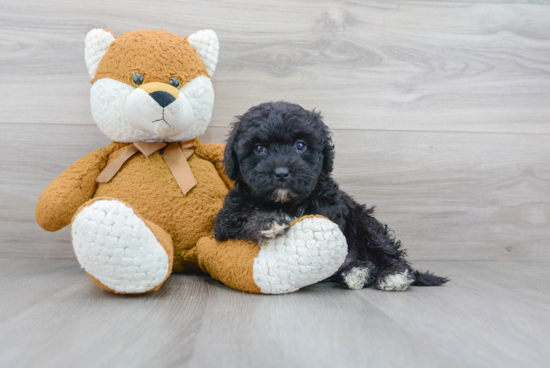 Fluffy Teddy Bear Designer Pup