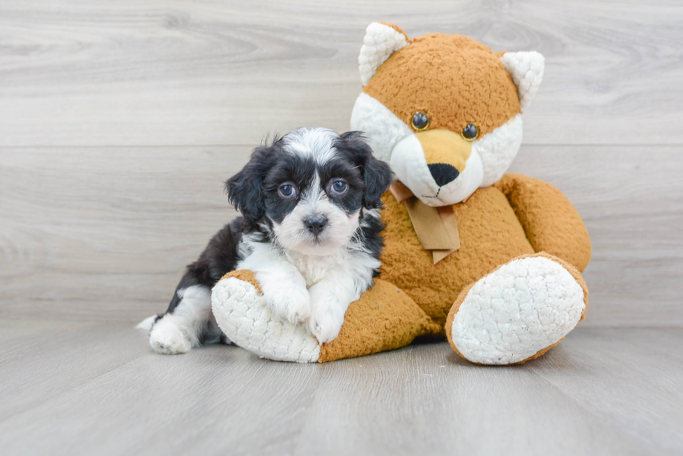 Teddy Bear Pup Being Cute