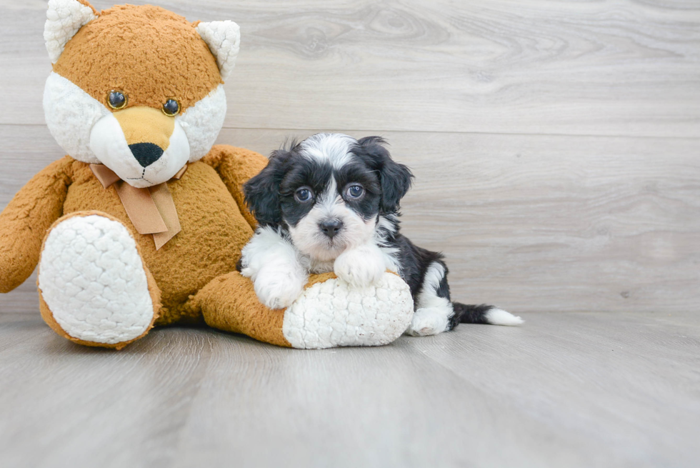 Teddy Bear Pup Being Cute