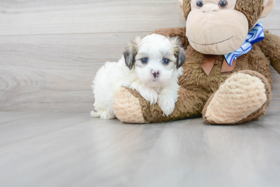 Friendly Teddy Bear Baby