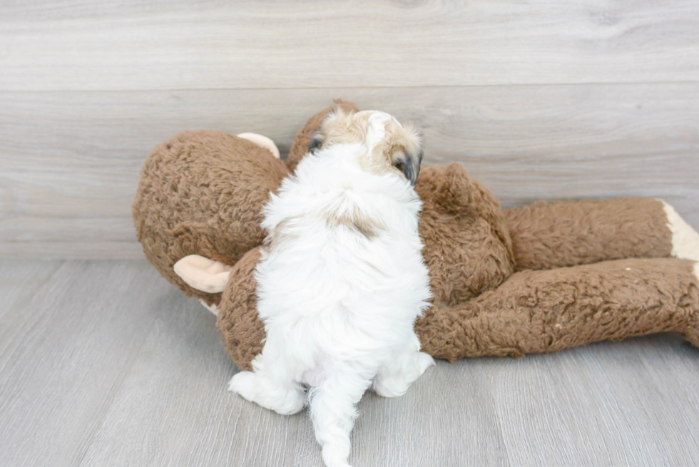 Teddy Bear Pup Being Cute