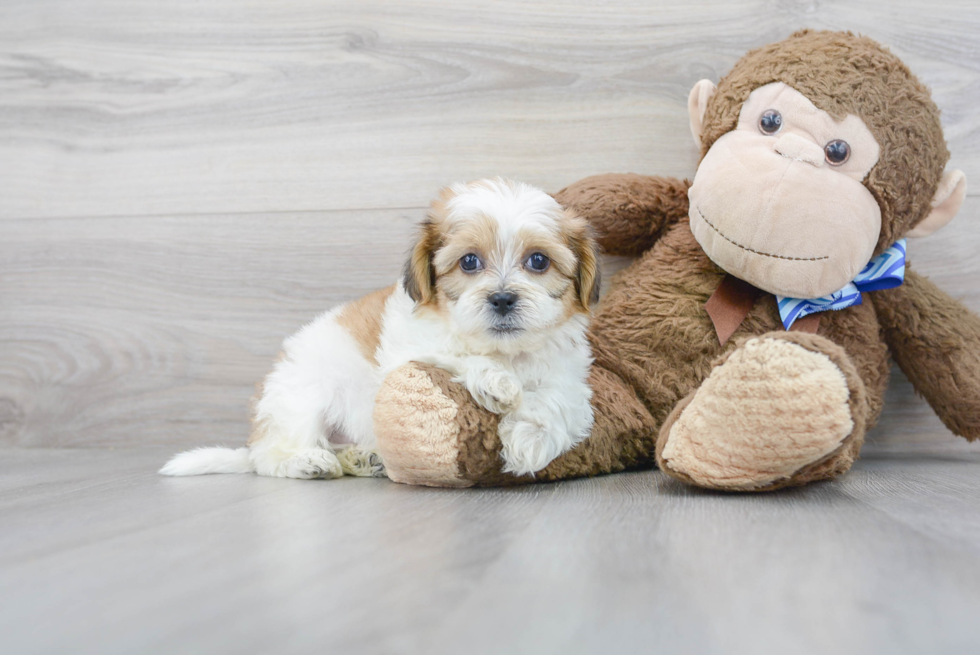 Teddy Bear Pup Being Cute