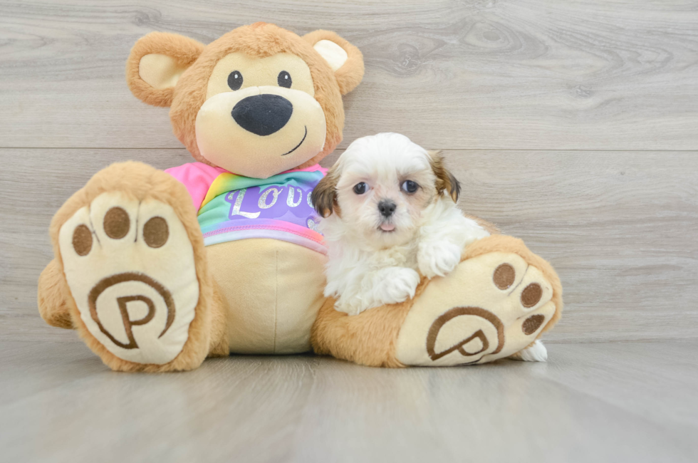 6 week old Teddy Bear Puppy For Sale - Premier Pups