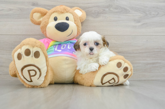 Teddy Bear Pup Being Cute