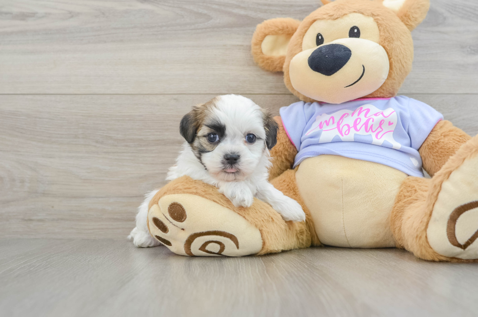 6 week old Teddy Bear Puppy For Sale - Premier Pups