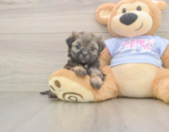6 week old Teddy Bear Puppy For Sale - Premier Pups