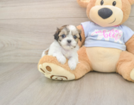 8 week old Teddy Bear Puppy For Sale - Premier Pups