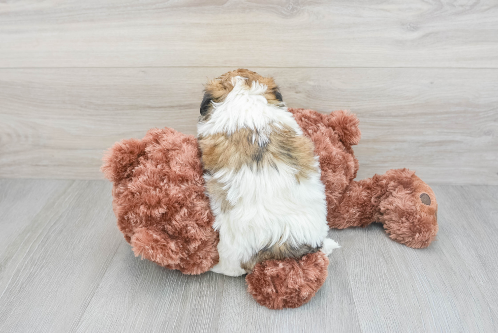 Smart Teddy Bear Designer Pup