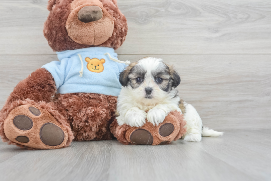 Best Teddy Bear Baby