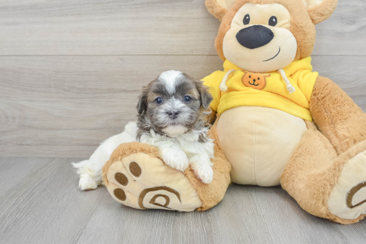 Fluffy Teddy Bear Designer Pup