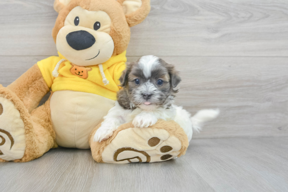 Teddy Bear Pup Being Cute