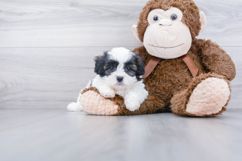 Popular Teddy Bear Designer Pup