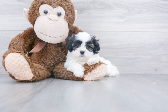 Teddy Bear Pup Being Cute