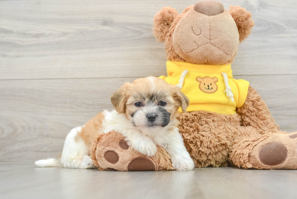 Teddy Bear Pup Being Cute