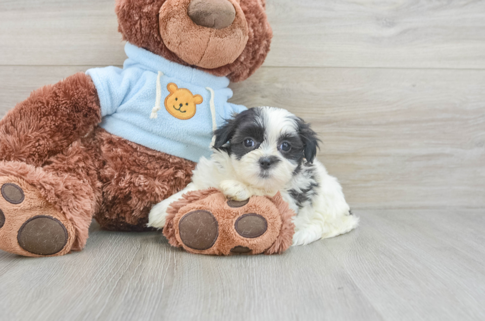 6 week old Teddy Bear Puppy For Sale - Premier Pups