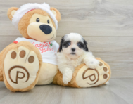 7 week old Teddy Bear Puppy For Sale - Premier Pups