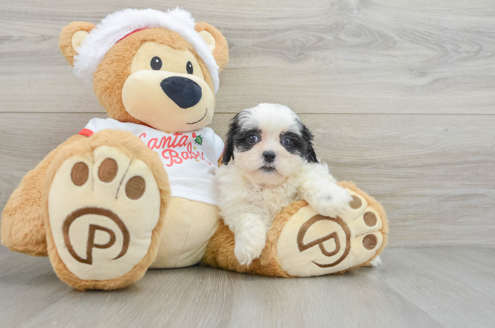 6 week old Teddy Bear Puppy For Sale - Premier Pups