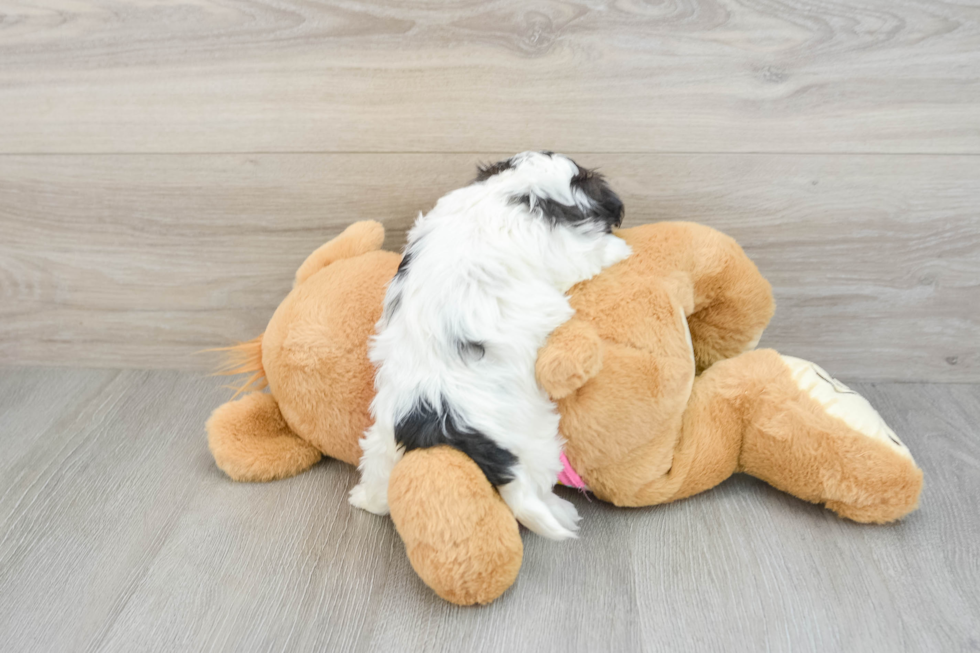 Teddy Bear Pup Being Cute