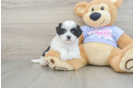 Fluffy Teddy Bear Designer Pup