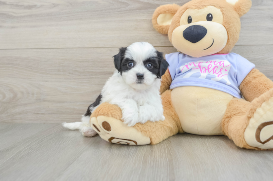 Fluffy Teddy Bear Designer Pup